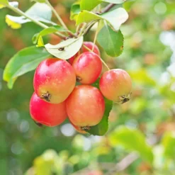 PLANT IN A BOX - Mélange d'arbres fruitiers - set de 8 - malus, pryus, prunus - h60-70cm - ⌀9cm