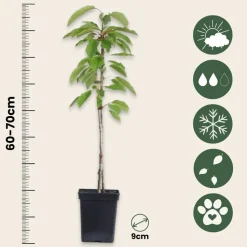 PLANT IN A BOX - Mélange d'arbres fruitiers - set de 8 - malus, pryus, prunus - h60-70cm - ⌀9cm