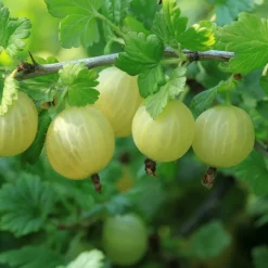 PLANT IN A BOX - Mélange de baies - set de 8 - rubus, rubrum, uva, fructosus - h25-40cm - ⌀9cm