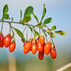 PLANT IN A BOX - Mélange de plantes fruitières - set de 3 - lycium, vaccinium - h25-40cm - ⌀9cm