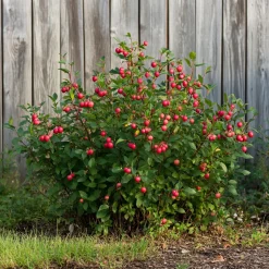 PLANT IN A BOX - Mélange de plantes fruitières - set de 6 - actinidia vaccinium - h25-40cm - ⌀9cm