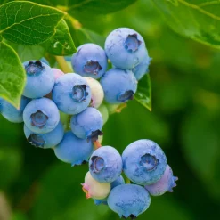 PLANT IN A BOX - Mélange de plantes fruitières - set de 6 - actinidia vaccinium - h25-40cm - ⌀9cm