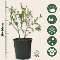 PLANT IN A BOX - Mélange de plantes fruitières - set de 6 - actinidia vaccinium - h25-40cm - ⌀9cm