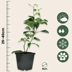 PLANT IN A BOX - Mélange de citrons - set de 3 - citrus limon - hauteur 25-40cm - ⌀9cm