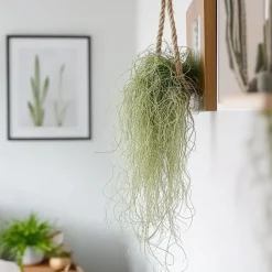 PLANT IN A BOX - Mousse espagnole - set de 3 - tillandsia usneoides - hauteur 25-40cm - ⌀5cm