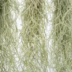 PLANT IN A BOX - Mousse espagnole - set de 3 - tillandsia usneoides - hauteur 25-40cm - ⌀5cm