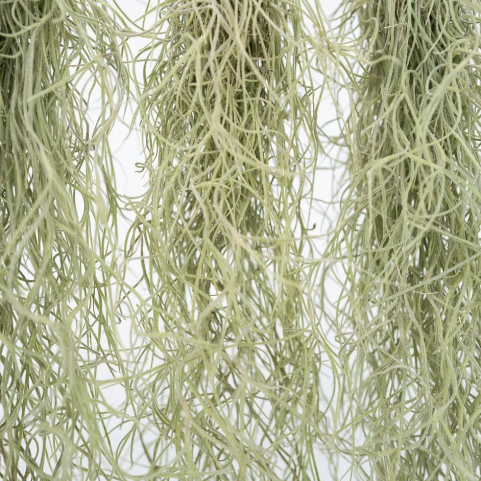 PLANT IN A BOX - Mousse espagnole - set de 3 - tillandsia usneoides - hauteur 25-40cm - ⌀5cm