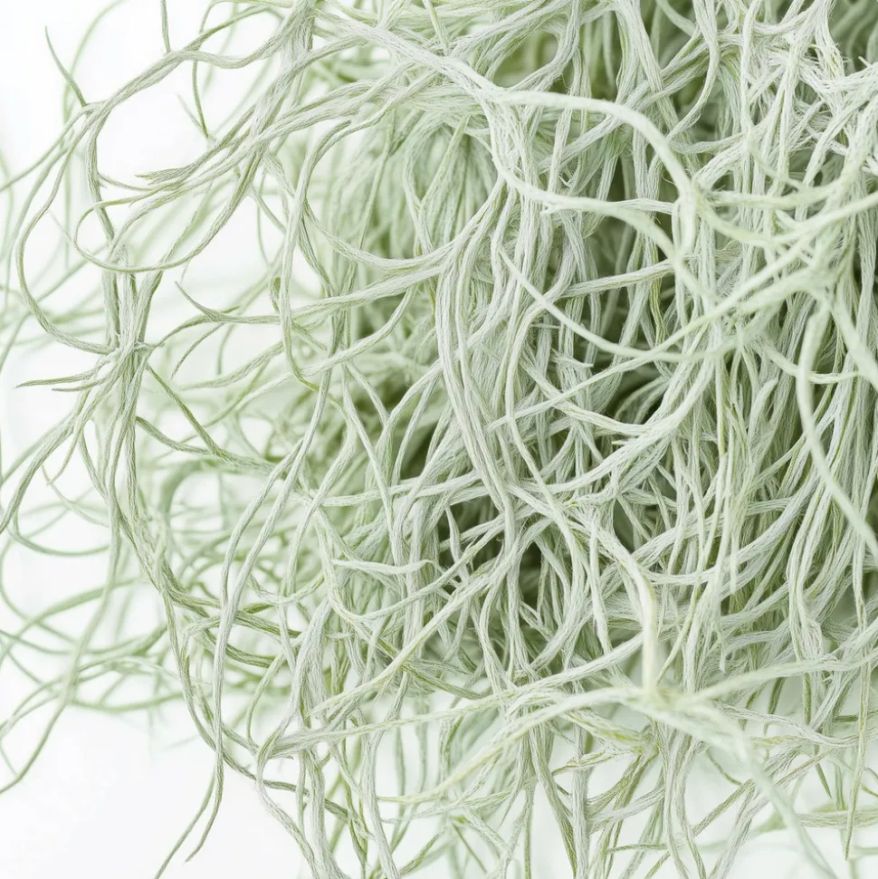 PLANT IN A BOX - Mousse espagnole - set de 3 - tillandsia usneoides - hauteur 25-40cm - ⌀5cm