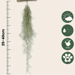 PLANT IN A BOX - Mousse espagnole - set de 3 - tillandsia usneoides - hauteur 25-40cm - ⌀5cm