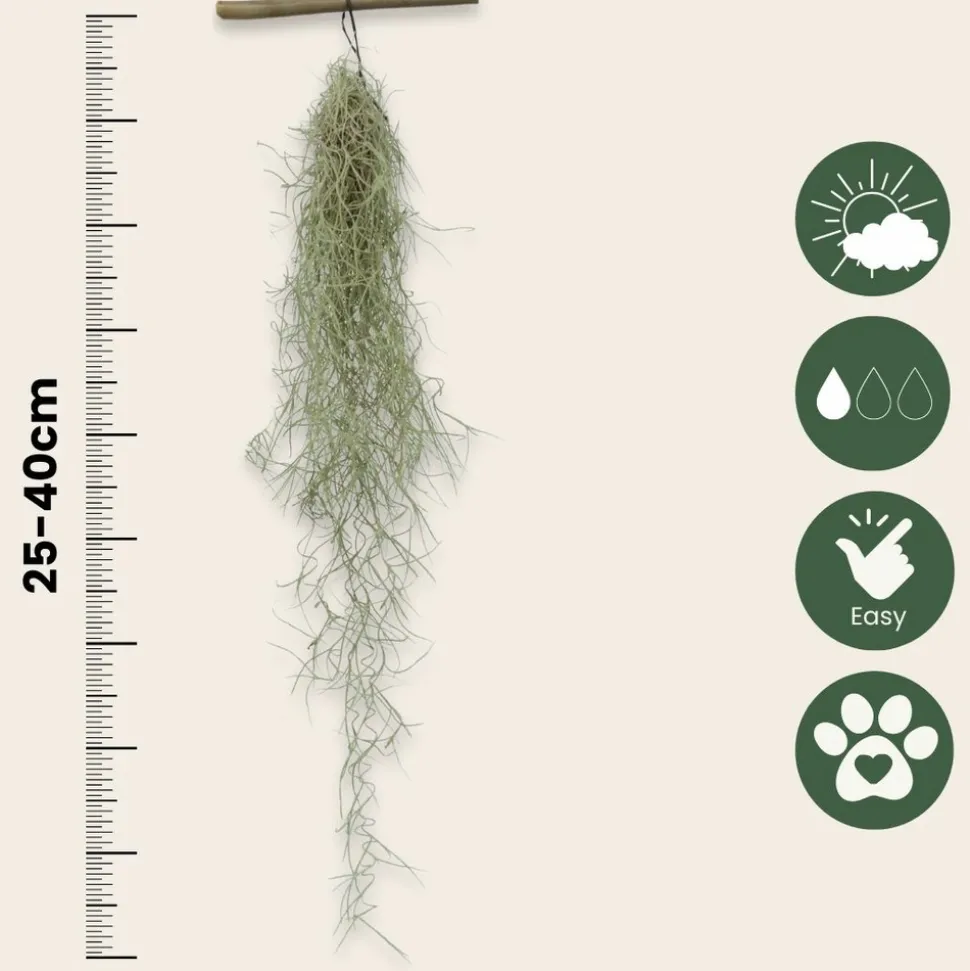 PLANT IN A BOX - Mousse espagnole - set de 3 - tillandsia usneoides - hauteur 25-40cm - ⌀5cm