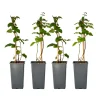 PLANT IN A BOX - Mûrier - set de 4 - rubus fruticosus 'thornfree' - hauteur 50-60cm - ⌀15cm
