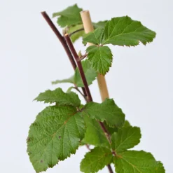 PLANT IN A BOX - Mûrier - set de 4 - rubus fruticosus 'thornfree' - hauteur 50-60cm - ⌀15cm