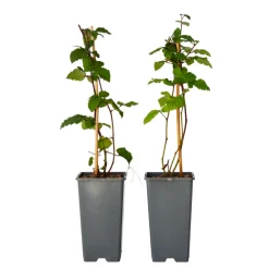PLANT IN A BOX - Mûrier - set de 2 - rubus fruticosus 'thornfree' - hauteur 50-60cm - ⌀15cm