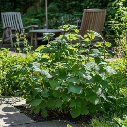 PLANT IN A BOX - Mûrier - set de 2 - rubus fruticosus 'thornfree' - hauteur 50-60cm - ⌀15cm