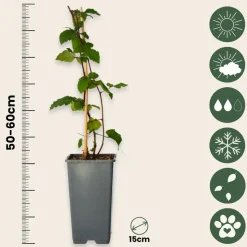 PLANT IN A BOX - Mûrier - set de 2 - rubus fruticosus 'thornfree' - hauteur 50-60cm - ⌀15cm