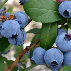 PLANT IN A BOX - Myrtille - set de 6 - vaccinium corymbosum 'sunshine blue' - h25-40cm - ⌀9cm