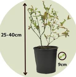 PLANT IN A BOX - Myrtille - set de 6 - vaccinium corymbosum 'sunshine blue' - h25-40cm - ⌀9cm