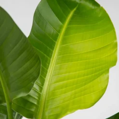 PLANT IN A BOX - Oiseau de paradis - strelitzia nicolai - hauteur 90-110cm - ⌀21cm