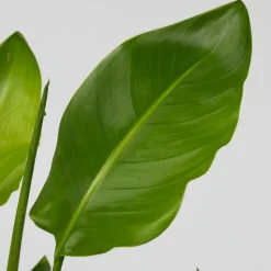 PLANT IN A BOX - Oiseau de paradis - strelitzia nicolai - hauteur 90-110cm - ⌀21cm