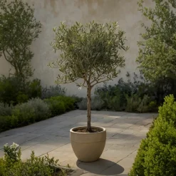 PLANT IN A BOX - Olivier - set de 2 - olea europaea - hauteur 90-100cm - ⌀21cm