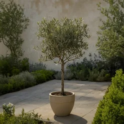 PLANT IN A BOX - Olivier - olea europaea - hauteur 45-55cm - ⌀14cm