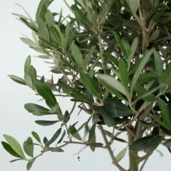 PLANT IN A BOX - Olivier - olea europaea - hauteur 45-55cm - ⌀14cm