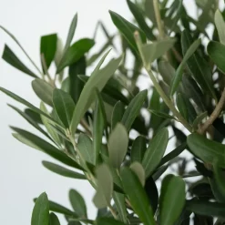 PLANT IN A BOX - Olivier - olea europaea - hauteur 80-90cm - ⌀19cm