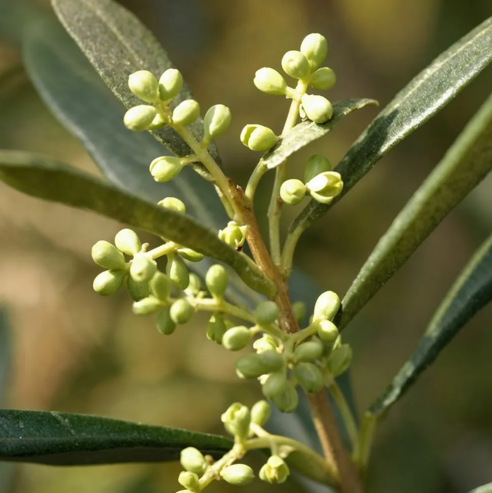 PLANT IN A BOX - Olivier - olea europaea - hauteur 155-170cm - ⌀27cm