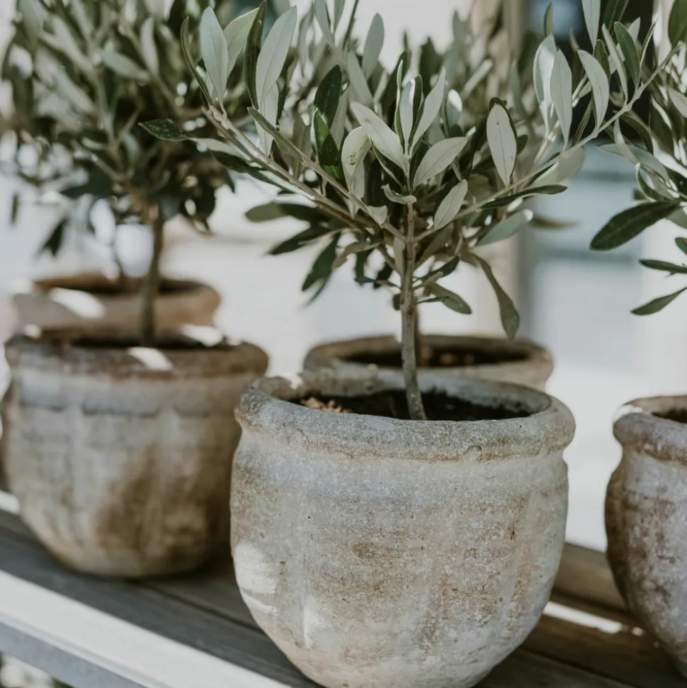 PLANT IN A BOX - Olivier - olea europaea - hauteur 60-70cm - ⌀17cm