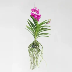 PLANT IN A BOX - Orchidée - vanda 'tayanee cerise' - hauteur 55-65cm