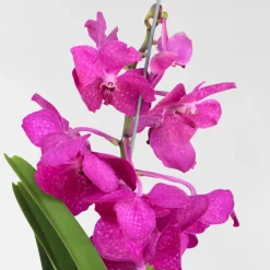 PLANT IN A BOX - Orchidée - vanda 'tayanee cerise' - hauteur 55-65cm