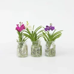 PLANT IN A BOX - Orchidée - vanda 'white' - hauteur 40-50cm - ⌀14cm