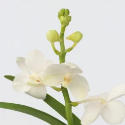 PLANT IN A BOX - Orchidée - vanda 'white' - hauteur 40-50cm - ⌀14cm