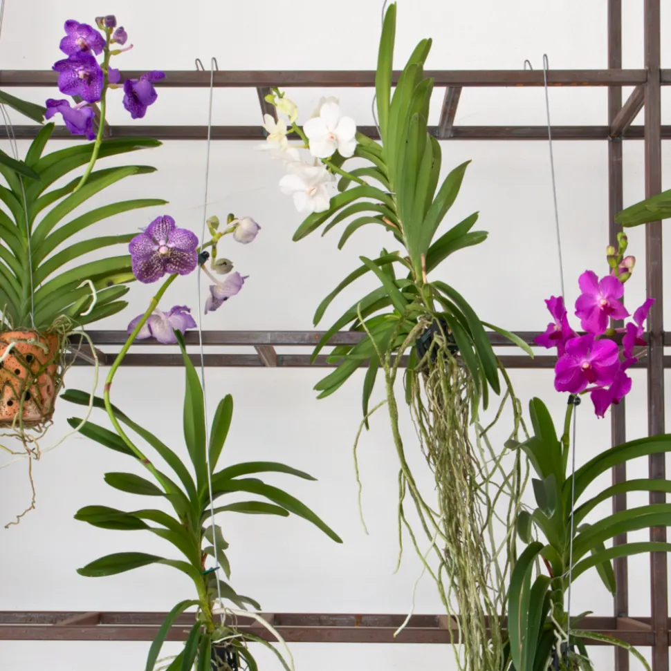 PLANT IN A BOX - Orchidée - vanda 'magic royal blue' - hauteur 55-65cm