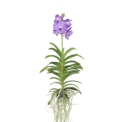 PLANT IN A BOX - Orchidée - vanda 'blue' - hauteur 55-65cm