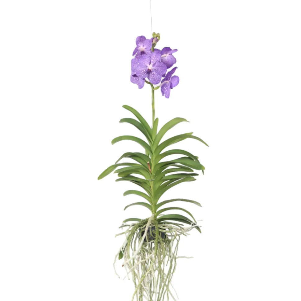 PLANT IN A BOX - Orchidée - vanda 'blue' - hauteur 55-65cm