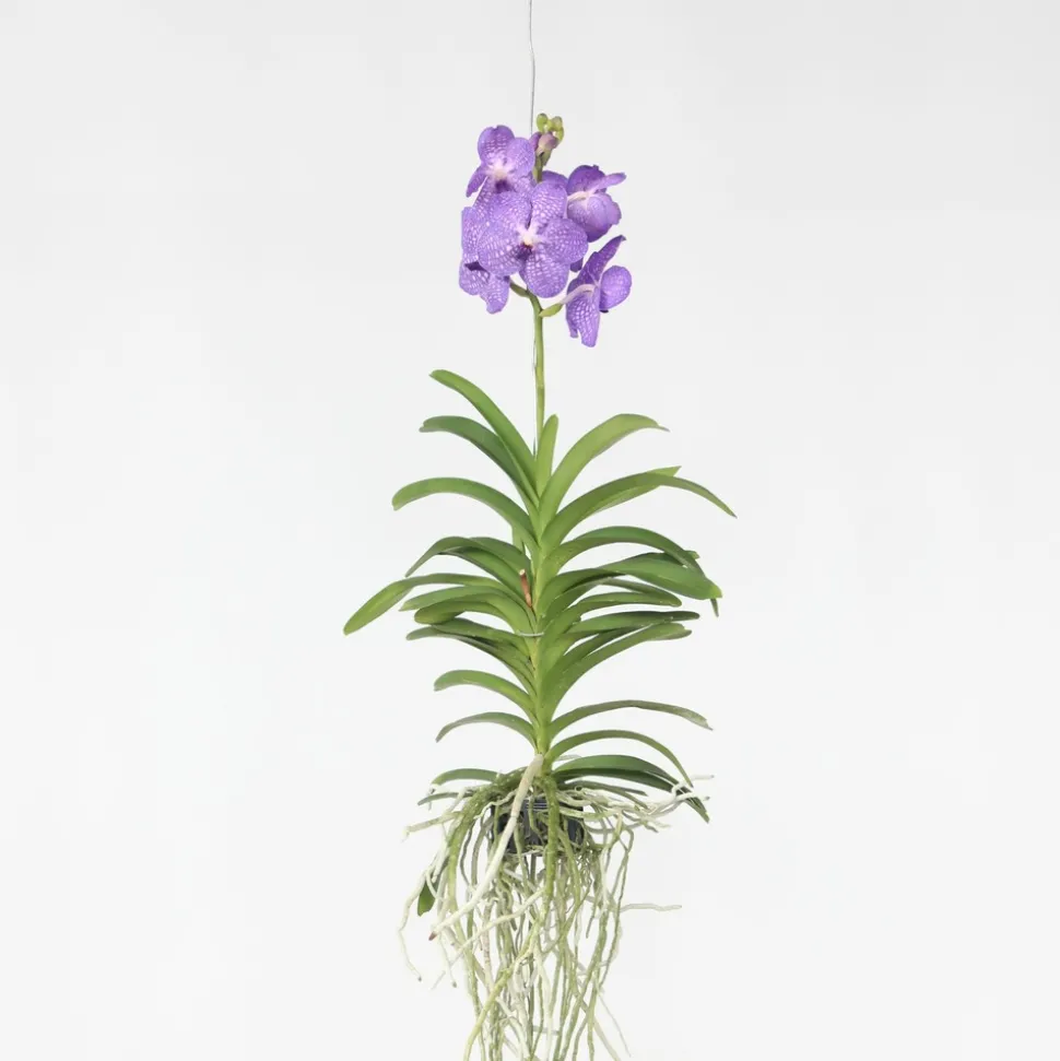 PLANT IN A BOX - Orchidée - vanda 'blue' - hauteur 55-65cm