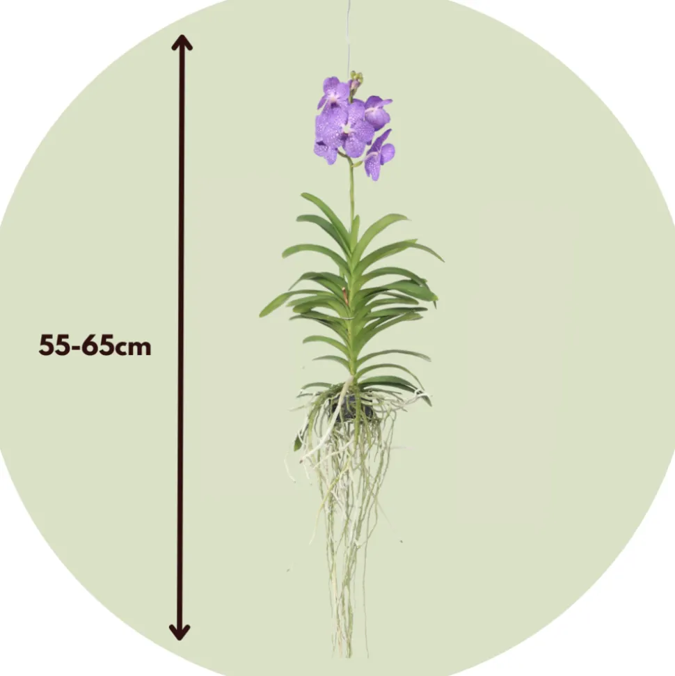 PLANT IN A BOX - Orchidée - vanda 'blue' - hauteur 55-65cm