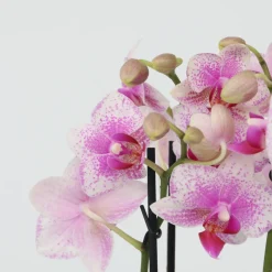 PLANT IN A BOX - Orchidée papillon - phalaenopsis multiflora - hauteur 35-45cm - ⌀12cm
