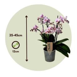 PLANT IN A BOX - Orchidée papillon - phalaenopsis multiflora - hauteur 35-45cm - ⌀12cm