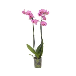 PLANT IN A BOX - Orchidée papillon - phalaenopsis - hauteur 50-60cm - ⌀12cm
