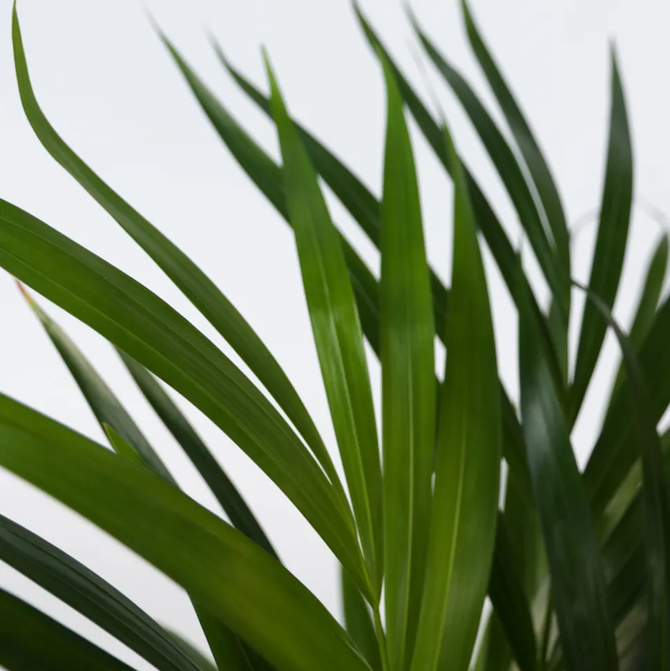 PLANT IN A BOX - Palmier areca - set de 2 - dypsis lutescens - hauteur 60-70cm - ⌀17cm