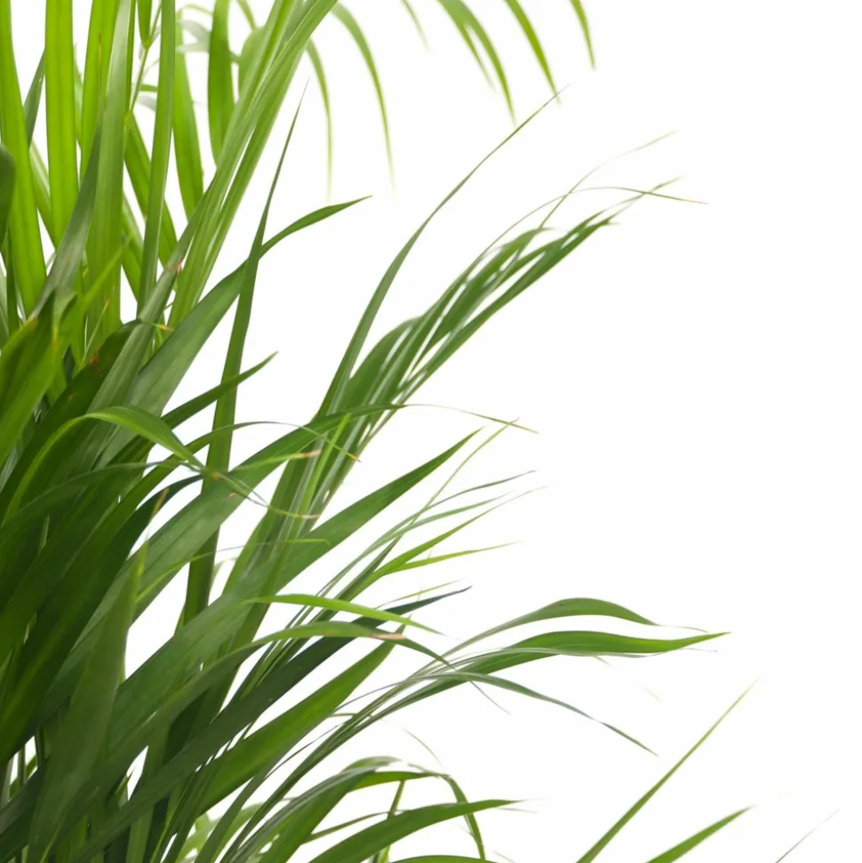 PLANT IN A BOX - Palmier areca - dypsis lutescens - hauteur 140-150cm - ⌀27cm