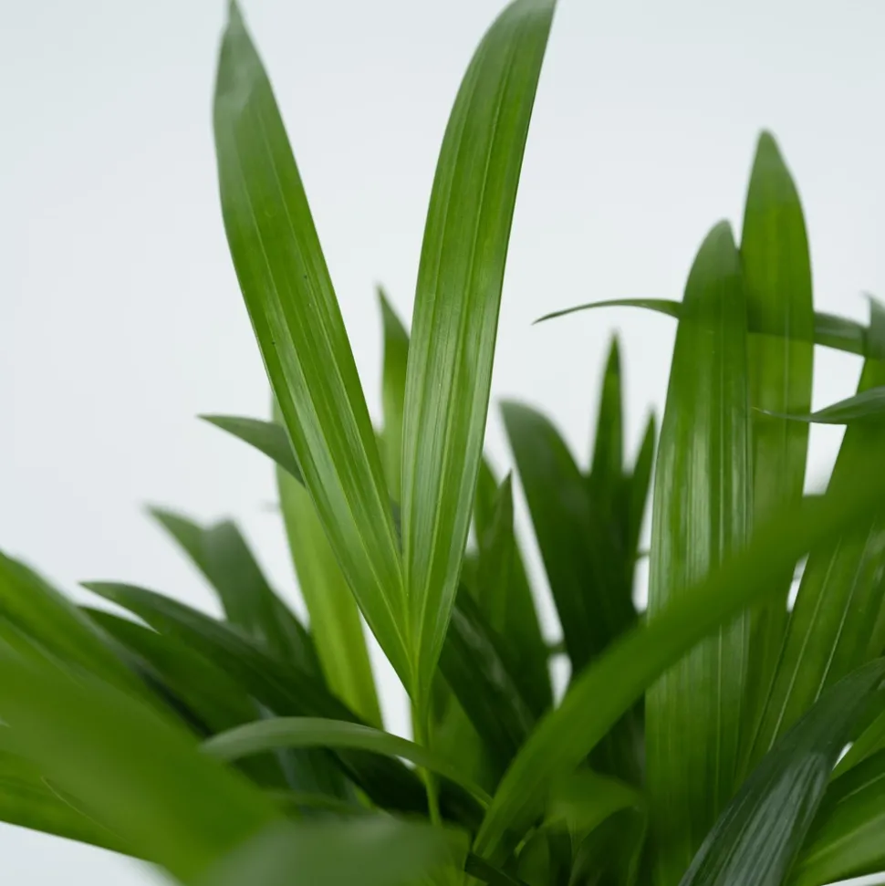 PLANT IN A BOX - Palmier areca - dypsis lutescens - hauteur 140-150cm - ⌀27cm