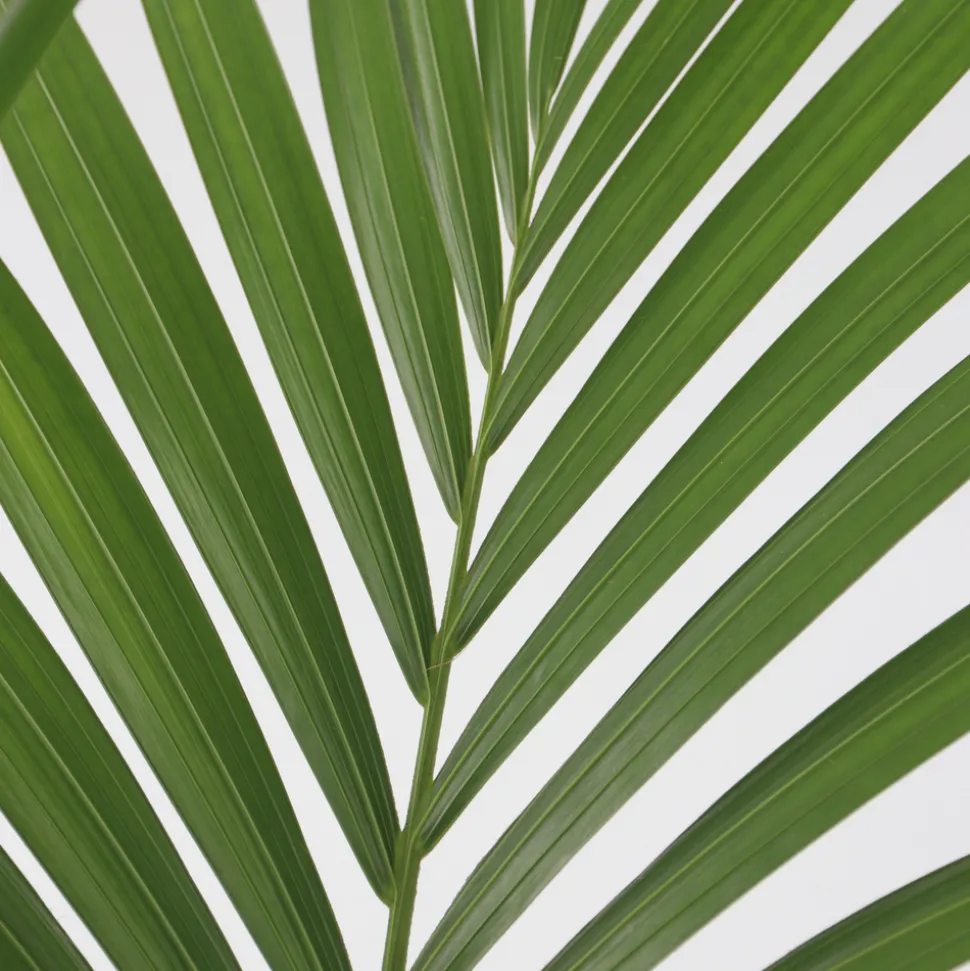 PLANT IN A BOX - Palmier kentia - howea forsteriana - hauteur 90-100cm - ⌀18cm