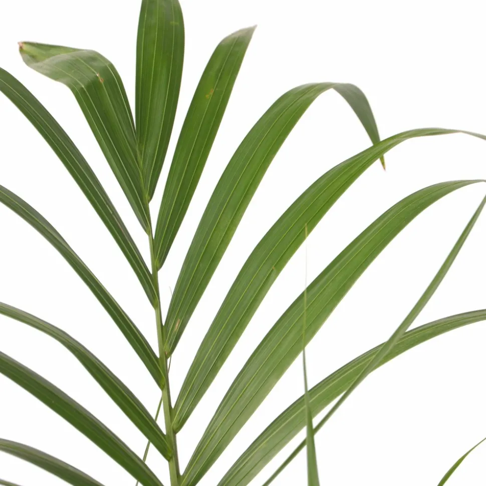 PLANT IN A BOX - Palmier kentia - howea forsteriana - hauteur 90-100cm - ⌀18cm