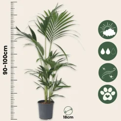 PLANT IN A BOX - Palmier kentia - howea forsteriana - hauteur 90-100cm - ⌀18cm