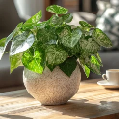 PLANT IN A BOX - Patte-d'oie - syngonium podophyllum 'pixie' - hauteur 25-40cm - ⌀12cm