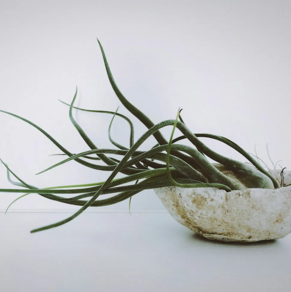 PLANT IN A BOX - Plante aérienne - set de 10 - tillandsia - hauteur 5-15cm - ⌀5cm