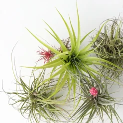 PLANT IN A BOX - Plante aérienne - set de 10 - tillandsia - hauteur 5-15cm - ⌀5cm